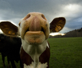 Aillevillers Cow photo