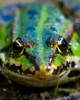 Aillevillers Frog photo