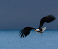 Wildlife  The very best of Island Light wildlife and nature photography.