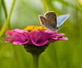  Butterfly photo