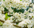 A World of White Cherry Blossoms - Cherry Tree photo 