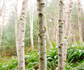 Alder Trunks in the Mist - Alder photo from  Cortes Island British Columbia, Canada