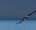 Bald Eagle in Flight - Bald Eagle photo from Smelt Bay Cortes Island BC, Canada