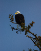 Cortes Island Bald Eagle photo