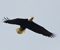 Cortes Island Bald Eagle photo