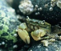 Cortes Island Crab photo