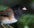 Junco Hyemalis Portrait - Dark-eyed Junco photo from  Cortes Island BC, Canada