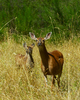 Cortes Island Deer Family photo