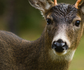 Blacktailed Deer - Deer photo from  Cortes Island BC, Canada
