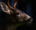 Blacktail Deer - Deer photo from  Cortes Island BC, Canada