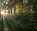Forest Sunbeams - Forest photo from  Cortes Island BC, Canada