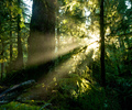 Sun Shining into the Old-growth - Forest photo from  Cortes Island British Columbia, Canada