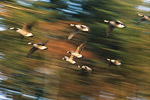 Canada Geese in Flight - Geese photo from  Cortes Island BC, Canada
