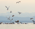 Gulls at Smelt Bay II - Glaucous-winged Gull photo from  Cortes Island British Columbia, Canada