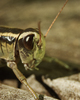 Cortes Island Grasshopper photo