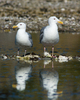 Cortes Island Gull photo