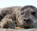 Baby Harbour Seal - Harbour Seal photo from  Cortes Island British Columbia, Canada