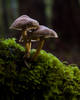Cortes Island Mushroom photo