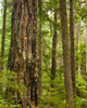 Cortes Island Old Growth Forest photo