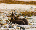 Cortes Island Otter photo