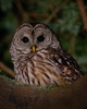 Cortes Island Owl photo