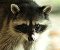 Cortes Island Raccoon photo