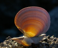 Clam Shell - Seashell photo from  Cortes Island BC, Canada
