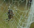 Cortes Island Spider photo