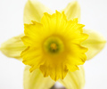Hello Again Daffodil - Daffodil photo 