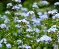 Lots and Lots of Forget-Me-Nots Lots and Lots of Forget-Me-Nots - Forget-Me-Not photo