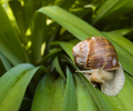 France Snail photo
