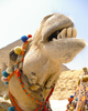 Giza Camel photo