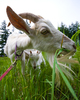 Cortes Island Goat photo