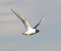 Campbell River Gull photo