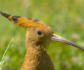 Upupa epops - Hoopoe photo from  Luxor Egypt