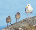 Mitlenatch Island Baby Bird photo