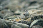 Mitlenatch Island Wading bird photo