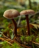 Cortes Island Mushroom photo