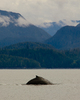 Rivers Inlet Whale photo