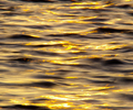 Salish Sea Reflection photo