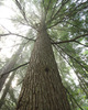Slocan Valley Hemlock Tree photo