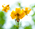 Three Tiger Lily Blossoms - Lilium columbianum photo from  Slocan Valley BC, Canada