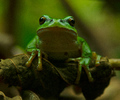 Cortes Island Tree Frog photo